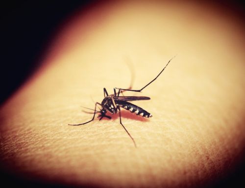 Dengue fever in pregnancy